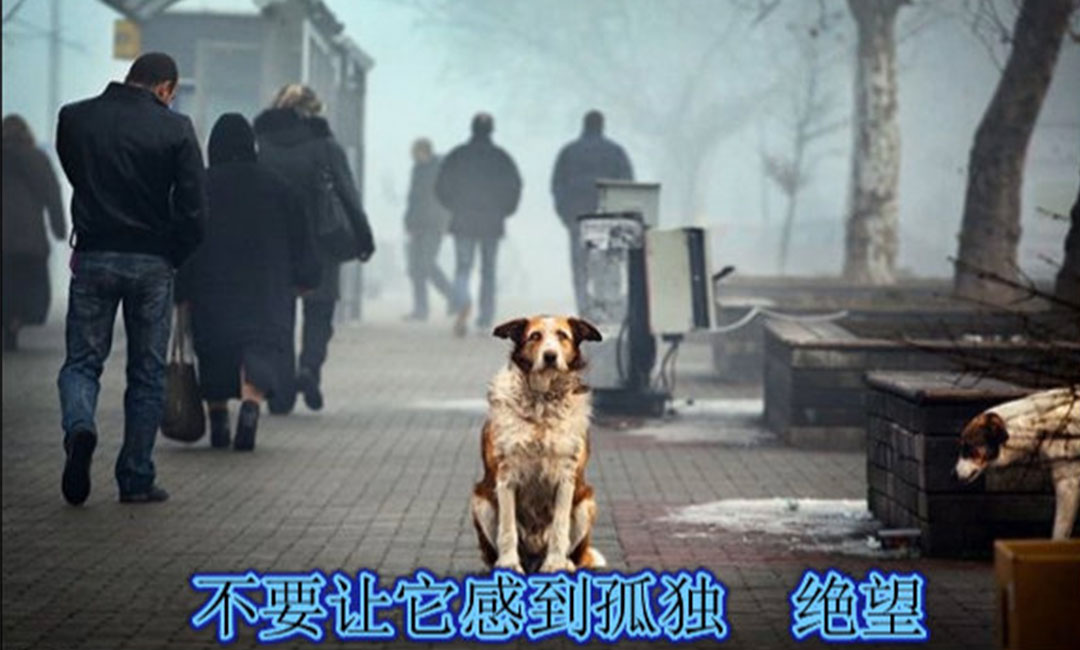 衡水衡水爱影圈微博微信转发案例